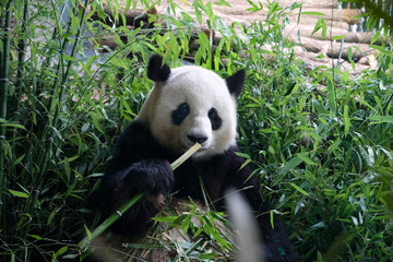 Hungry giant panda bear eating green bamboo