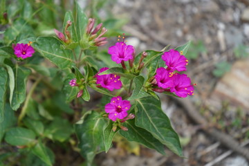 Pink Wild Flower