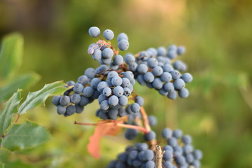 Blaue Früchte der Mahonie (Mahonia)