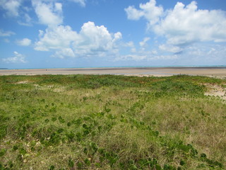Fototapeta na wymiar Green vegetation and sand in a rustic unexplored beach. Brazil northeast, Bahia state. 