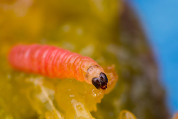 macro photo of a plum worm
