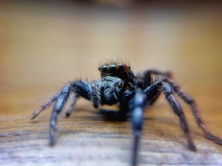 spider on tree, Spider, jumping spider