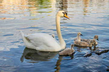 Swan with cygnets swims in the river