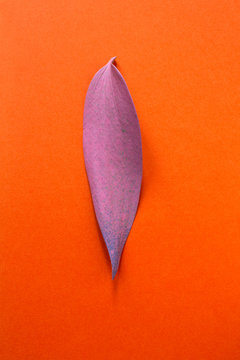 Pink leaf isolated on orange background