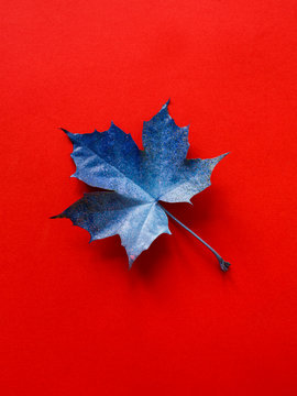 blue leaf on red background