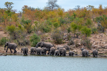 A herd of elephants drinking at a waterhole