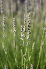 Lavendel (Lavandula angustifolia)