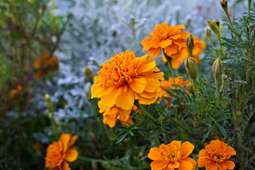 orangene Tagete