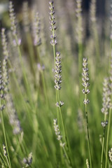 Lavendel (Lavandula angustifolia)