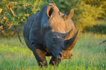 Rhino standing in open area at sunset