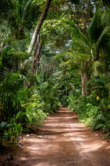 Ground rural road in the middle of tropical jungle.