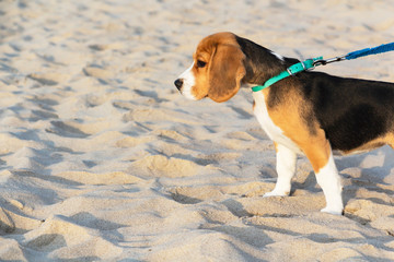 little cute tricolor Beagle puppy, sad look.