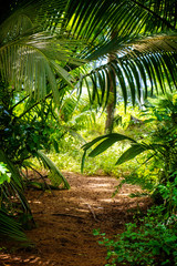 Ground rural road in the middle of tropical jungle, vertical composition.