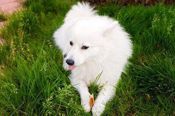 White dog Japanese Spitz is on the grass