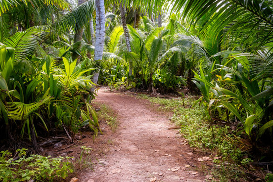 Ground rural road in the middle of tropical jungle.