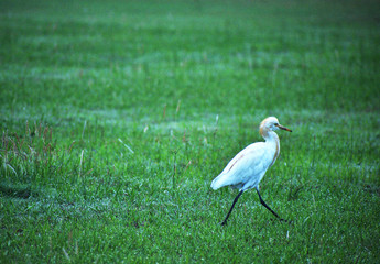 great white egret on grass
