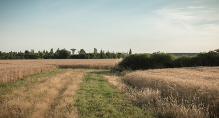 Fototapeta na wymiar country road with tall grass next to wheat fields