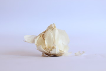 Head Of Used White Garlic Cloves On White Blackground