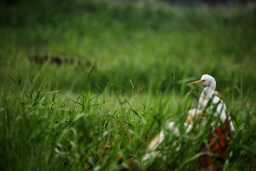 egret on grass preying insects
