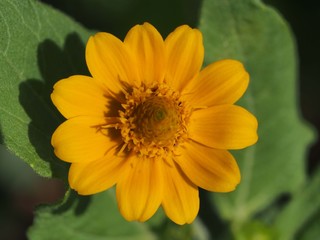 メランポジウムの花のアップ