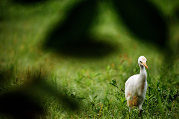 egret on grass