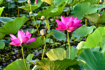 A blooming lotus