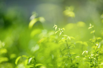 green nature with copy space using .as background or wallpaper