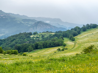 Obraz premium Hillside in summer with grass and flowers