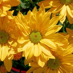 vibrant yellow chrysanthemum top view close up in the garden