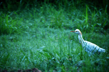 cattle egret preying on insects in the grass field