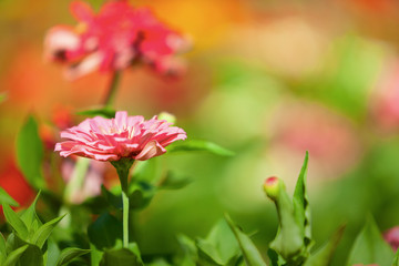 natural seasonal flowers with seasonal colors suitable for the background or wallpaper