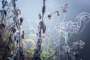 Frozen nature with frozen spiderweb