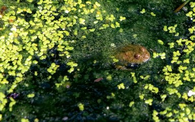 frog in pond