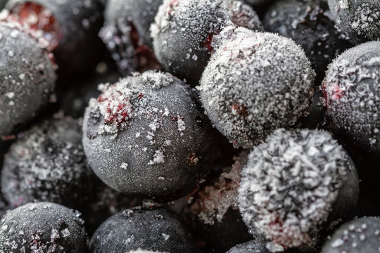 Ripe frozen sweet black currant, blackcurrant, yoshta with hoarfrost. Natural organic healthy food.