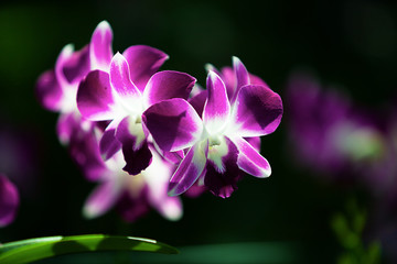 beautiful purple orchid in a garden design for background or wallpaper    .