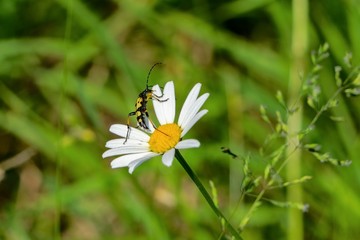 bug on flower