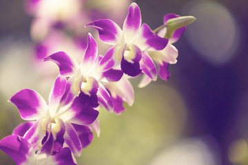 orchid flower in the garden is a rare tree suitable for the background or wallpaper