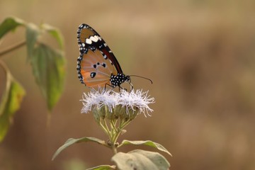 butterfly on flower