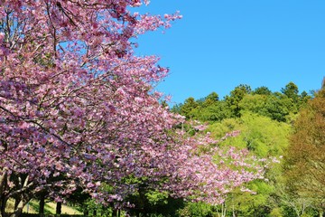 さくら　風景　空　春　杤木　日本