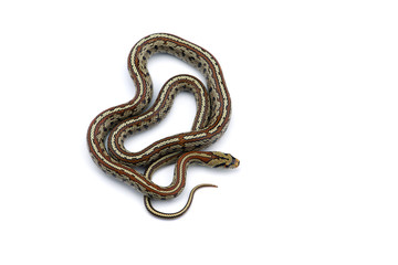 The European ratsnake isolated on white background