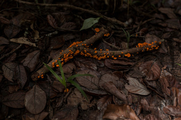 Fluorescent moss on branch in forest