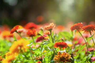 natural seasonal flowers with seasonal colors suitable for the background or wallpaper