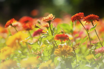 Fototapeta premium natural seasonal flowers with seasonal colors suitable for the background or wallpaper