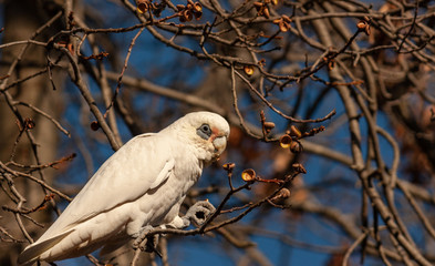 A white sulfur-crested cockatoo found on a dead tree in Melbourne