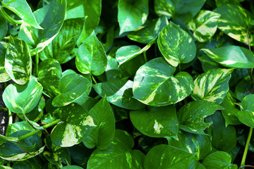 green nature with copy space using as background or wallpaper