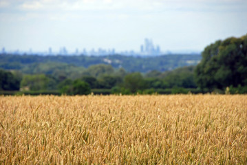 London from the North Downs at Reigate Hill, Surrey. London skyline with fields. London is surrounded by a green belt of woods and fields. View of London across the fields. City skyline out of focus.