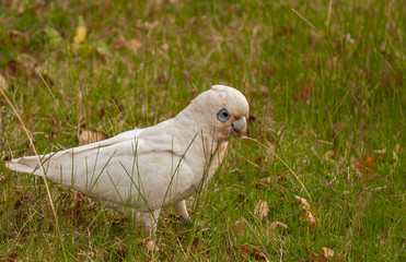 A white sulfur-crested cockatoo found in a lawn in Melbourne