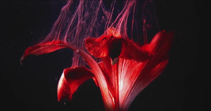 Macro video of Tropical Red Flower, Covered in Pollen on the Black Background. 