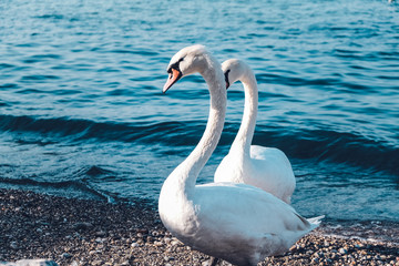 Obraz premium Beautiful Swans