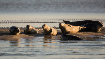 PHOQUES © Poils&Plumesphotos
